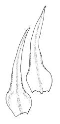 Ulota viridis, leaves. Drawn from A.J. Fife 9192 & G.B. Huang, CHR 477008.
 Image: R.C. Wagstaff © Landcare Research 2017 